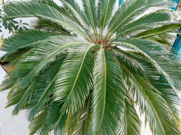 Sago Palm Cycas Revoluta Natur — Stockfoto