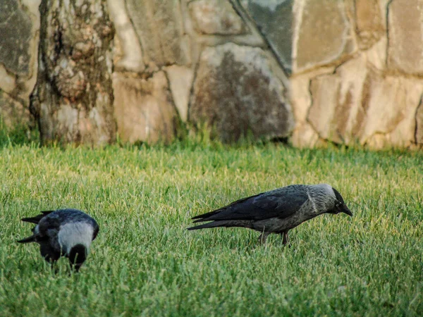 Jackdaw Birds Corvus Monedula Grass — 스톡 사진