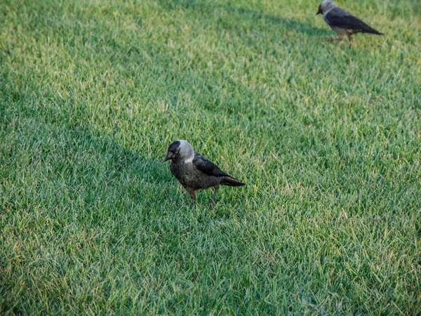 Aves Jaqueta Corvus Monedula Grama — Fotografia de Stock