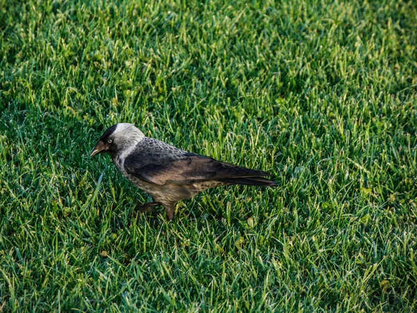 Jackdaw Pták Corvus Monedula Trávě — Stock fotografie