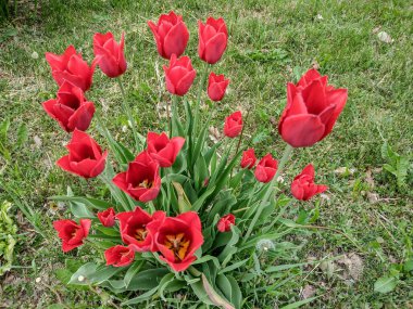 Baharda kırmızı laleler - Romanya