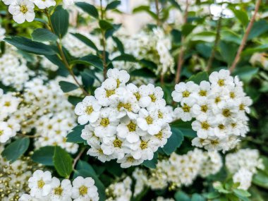 Spiraea flowers in the spring - nature