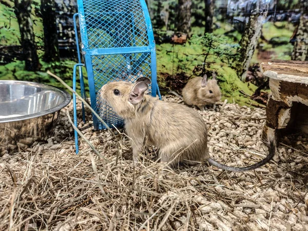 Degu Squirrels Pen Animals — ストック写真