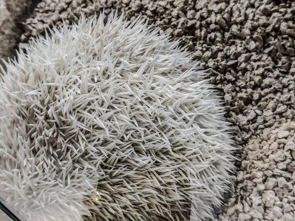 White Hedgehog Closeup View — стоковое фото