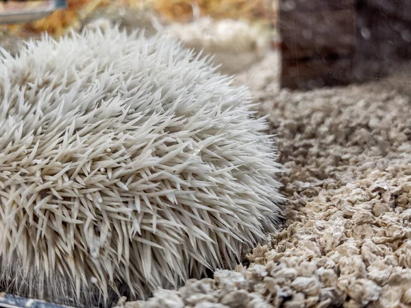 White Hedgehog Closeup View — Stockfoto