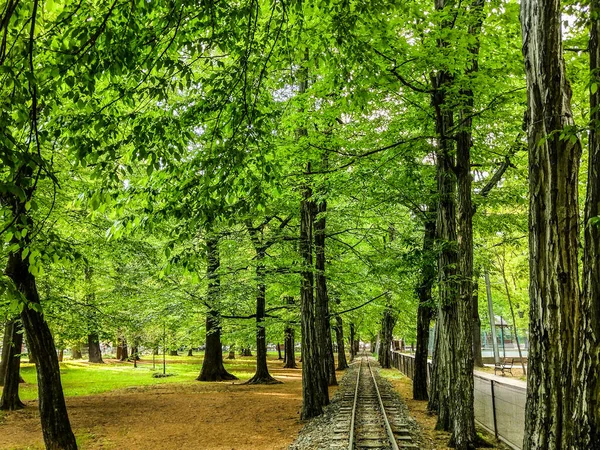 铁路穿过公园里的树木 罗马尼亚Baia Mare市的春天 — 图库照片