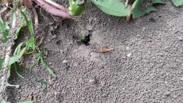 Ants Moving Mound Romania — Stockvideo