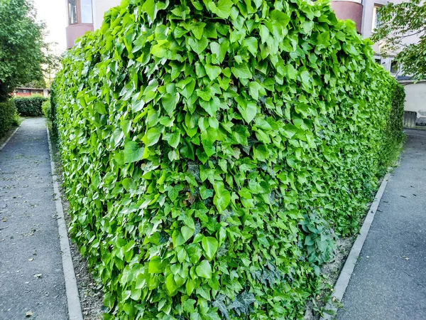 Hedge Hedera Helix Baia Mare City Romania — ストック写真