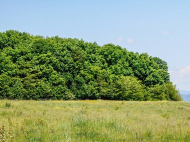 field with grass and forest nearby - spring landscape in Romania
