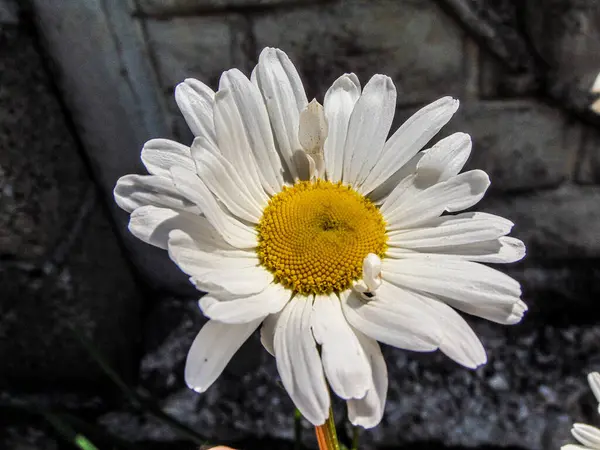春天里的红眼雏菊 — 图库照片