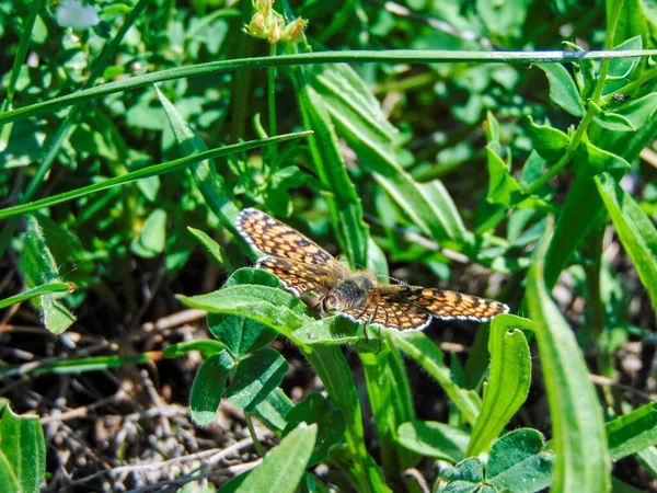잔디에 Glanville Fritillary Melitaea Cinxia — 스톡 사진