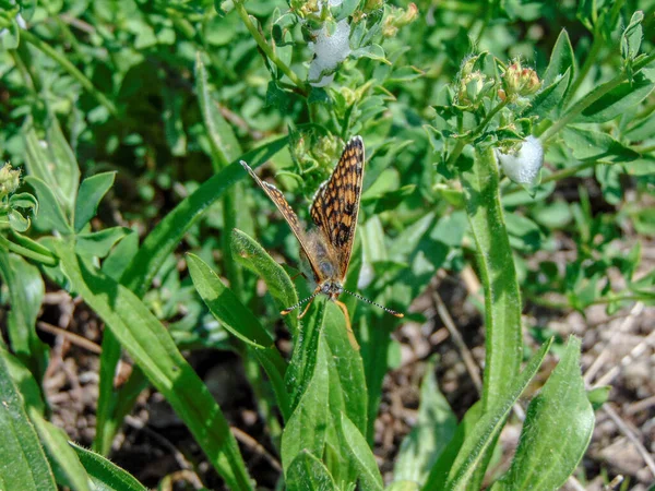 Glanville Fritillary Melitaea Cinxia Pillangó Fűben Tavasszal — Stock Fotó