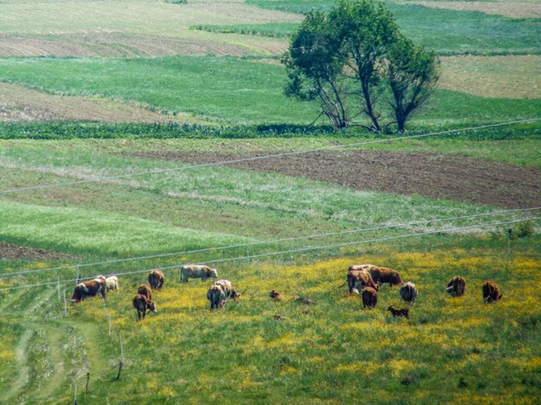 Herd Cows Grazing Grass Spring Romania — Stockfoto
