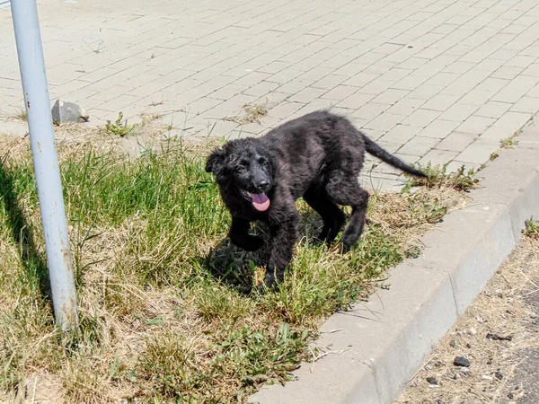 Schwarzer Hund Gras Rumänien — Stockfoto