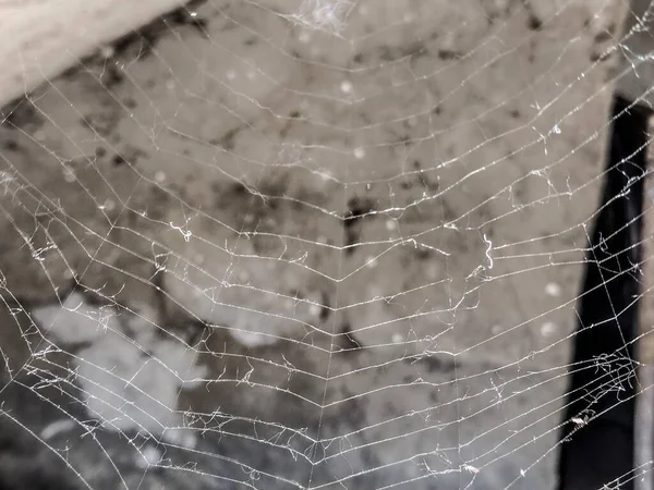 Spiderweb Spring Romania Closeup View — Foto de Stock