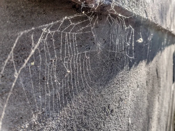 ルーマニアの春のクモの巣 クローズアップビュー — ストック写真