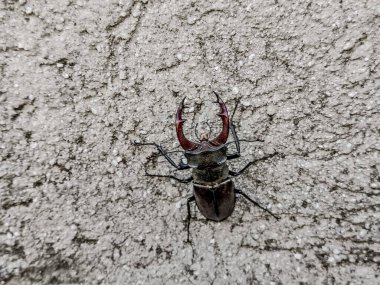 Romanya 'da duvarda geyik böceği