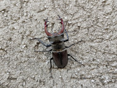 Romanya 'da duvarda geyik böceği