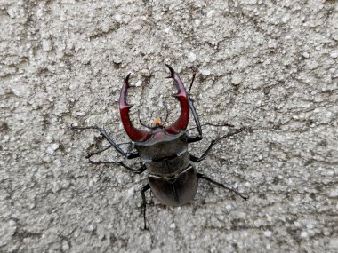 Romanya 'da duvarda geyik böceği