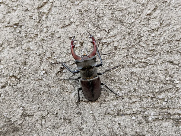 Stag Beetle Wall Romania — Stock fotografie