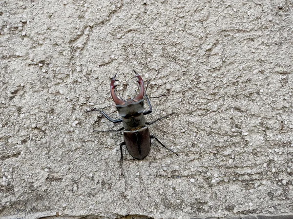Stag Beetle Wall Romania — Fotografia de Stock