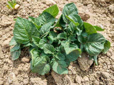 Romanya 'da patates fabrikası