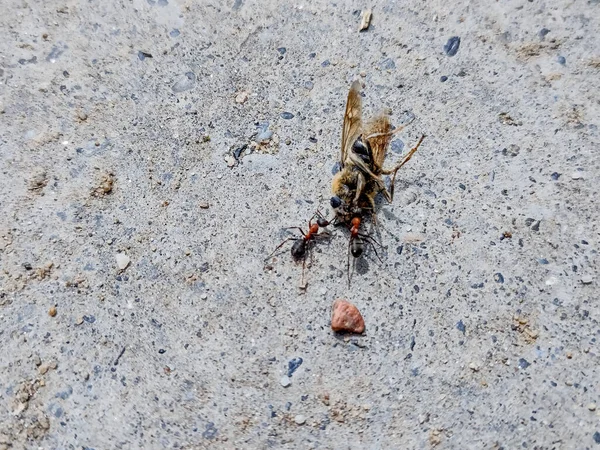 Dwie Mrówki Ciągną Martwą Pszczołę — Zdjęcie stockowe