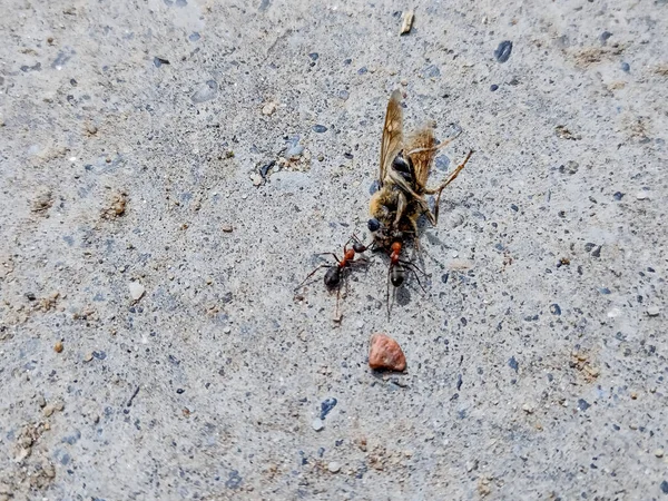 Dos Hormigas Tiran Una Abeja Muerta — Foto de Stock