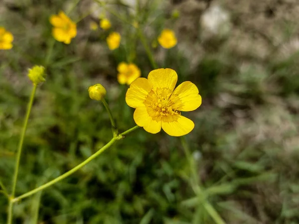 Луг Лютик Ranunculus Acris Цветок Румынии — стоковое фото