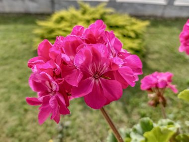 At nalı sardunyası (Pelargonium zonale)