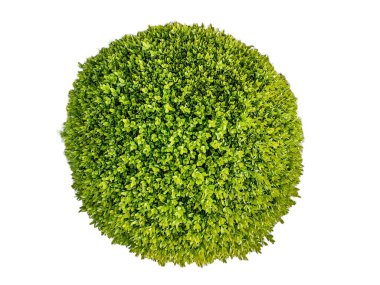 Buxus sempervirens bitkisi beyaza izole edilmiş
