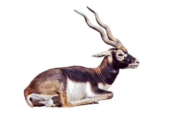 Antilop Spirális Szarvakkal Fehér Alapon Elszigetelve — Stock Fotó