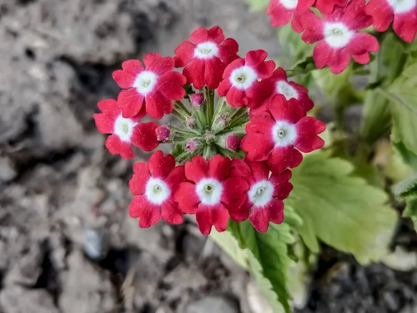 Romanya Baharda Verbena Çiçeği — Stok fotoğraf