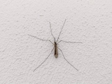 Duvarda uzun bacaklı sivrisinek