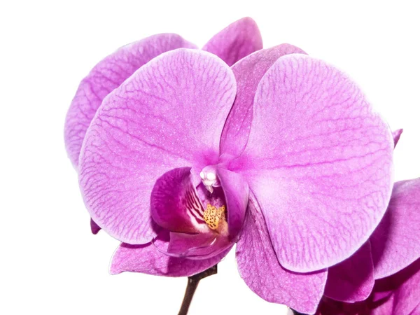 Růžová Orchidej Květina Izolovaných Bílém — Stock fotografie