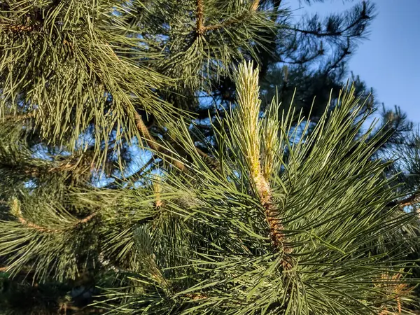 Ponderosa Pine Στην Πόλη Baia Mare Ρουμανία — Φωτογραφία Αρχείου