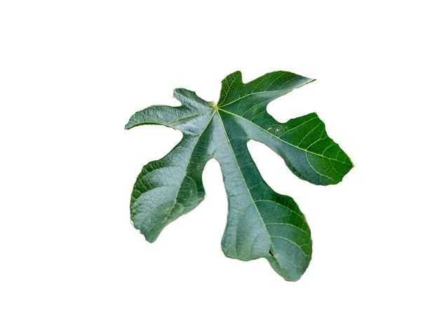 Eetbare Vijgenblad Ficus Carica Close — Stockfoto