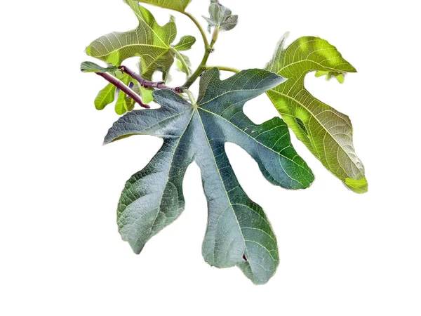 Bladeren Van Eetbare Vijgen Ficus Carica Close — Stockfoto