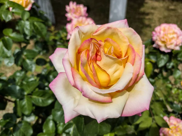 Piękna Róża Wiosną Rumunia — Zdjęcie stockowe