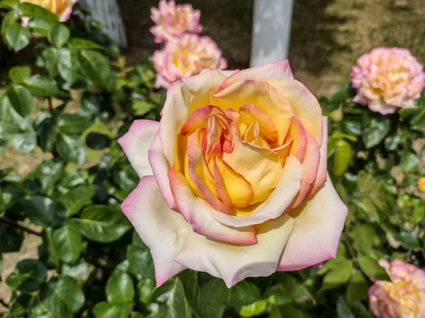 Piękna Róża Wiosną Rumunia — Zdjęcie stockowe