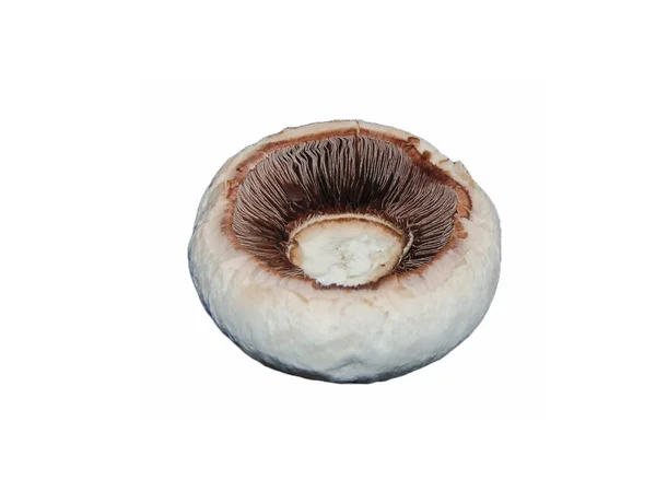 Cogumelo Champignon Isolado Sobre Fundo Branco — Fotografia de Stock