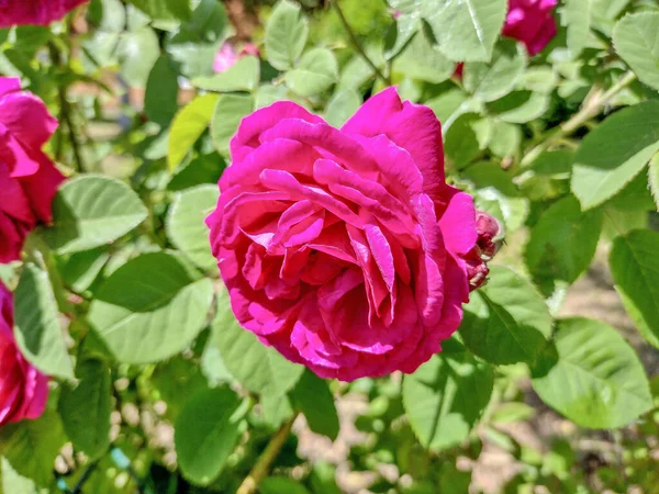 Róża Ogrodzie Wiosną Rumunia — Zdjęcie stockowe