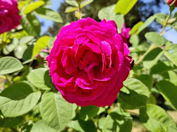 Róża Ogrodzie Wiosną Rumunia — Zdjęcie stockowe