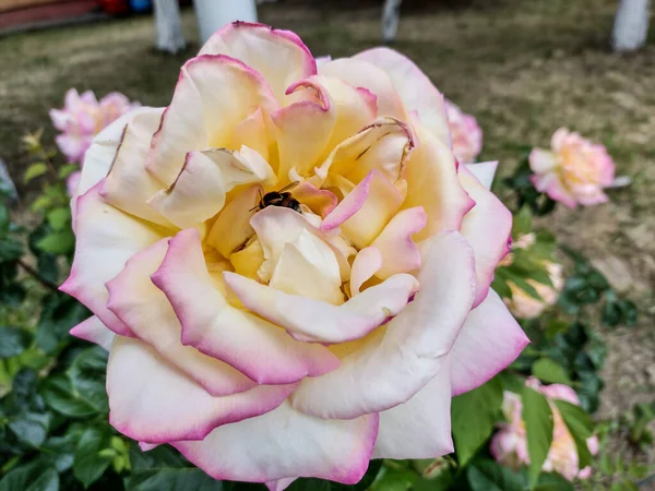 罗马尼亚花园里美丽的玫瑰 — 图库照片