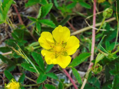 Romanya 'da sürünen Cinquefoil (Potentilla reptans) çiçeği