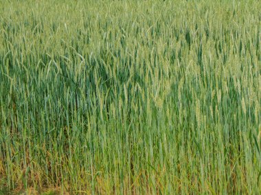 Romanya 'da einkorn yeşil buğdaylı zincir - bahar