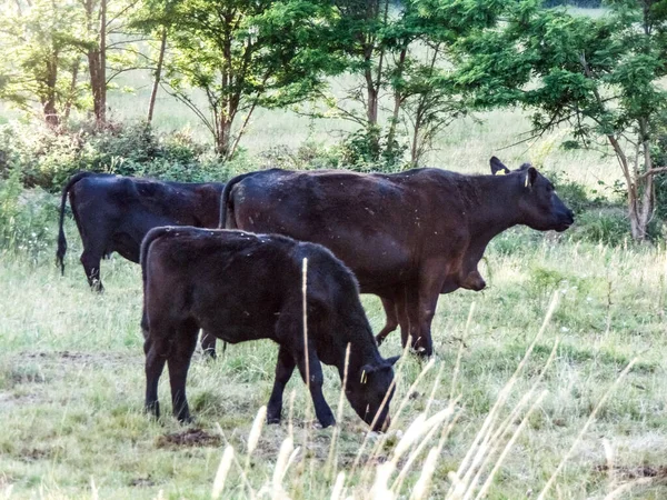 Fekete Angus Tehenek Füves Területen — Stock Fotó