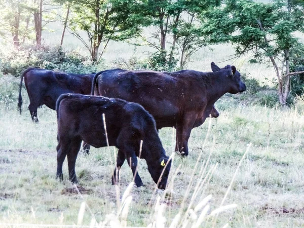 Μαύρες Άγριες Αγελάδες Χορταριασμένο Χωράφι — Φωτογραφία Αρχείου