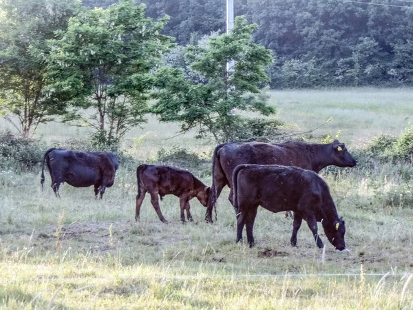 Black Angus Cows Grassy Field — Stock Photo, Image