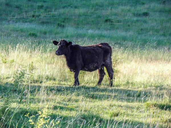 Çimenli Bir Tarlada Siyah Angus Ineği — Stok fotoğraf